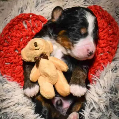 3 bernedoodle litters coming soon! mini, standard bernedoodles, View more