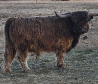 Pure bred hyland bull. 