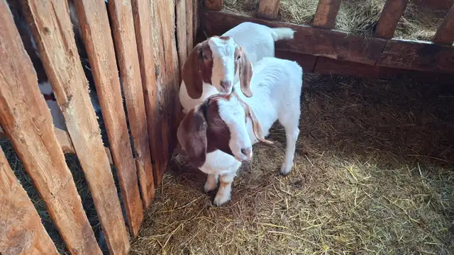 2 Purebred Boer Doelings