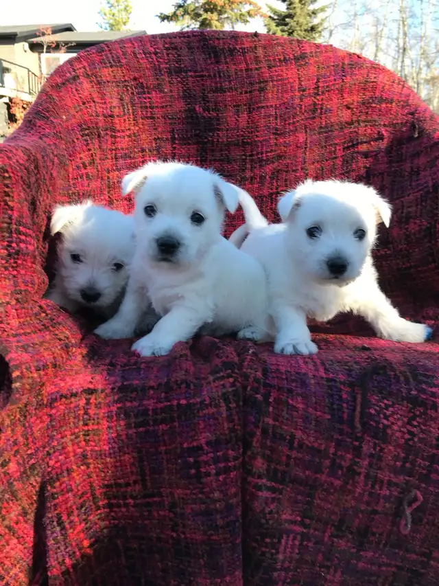 Westie puppies in Dogs & Puppies for Rehoming in Richmond - Image 8