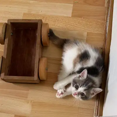 These sweet little kittens were raised in our home in Burnaby. They’re a cute mix of British Shortha...