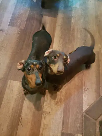 dachshund puppy, View more