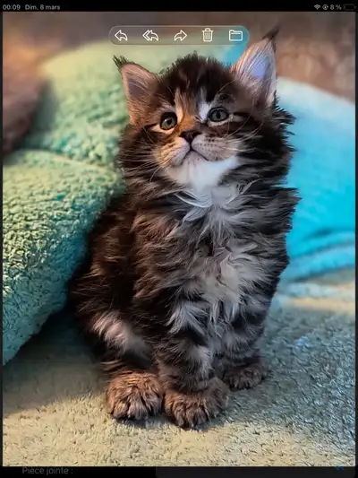 Mainecoon spécial fête des mères , View more