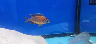 1 ruby red male 3 inches and 2 females for $25