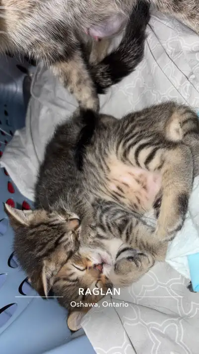  Bengal kittens , View more
