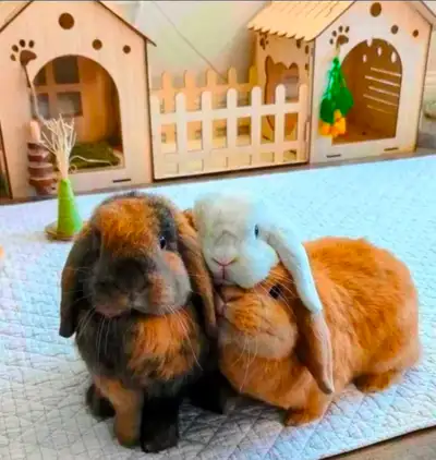 Rabbit Boarding. 40 Years Experience XL Fully Private Rooms -AC, View more