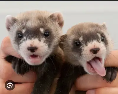 Looking for a young male ferret , View more