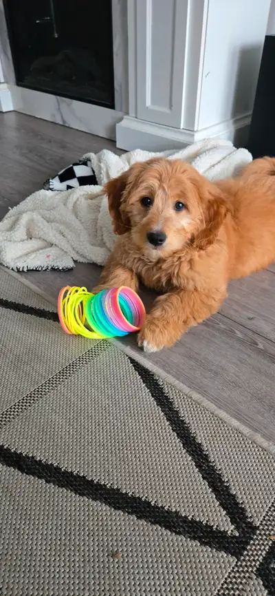 Puppy for rehoming, View more