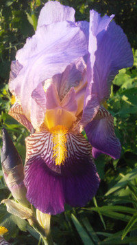 Iris Plants