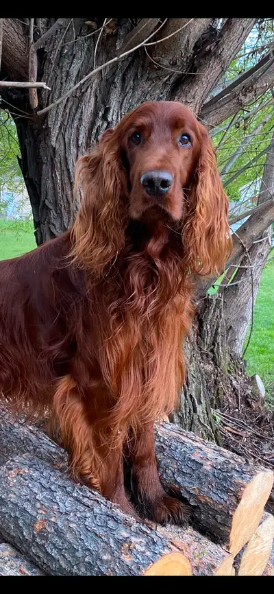 Bring some love, joy and adventure to your life this year with one of our beautiful Irish Setter pup...