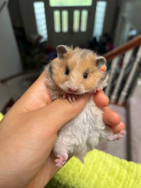 Baby hamsters ethical hamstery 
