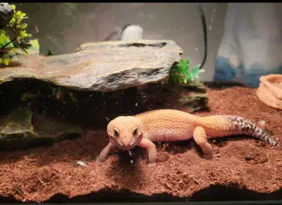 Geckos  for rehoming , View more
