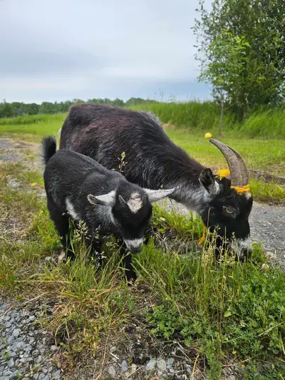 Nigerian Dwarf Goat mother and daughter for sale mother 4.5 years old daughter is 1.5 months old Bot...