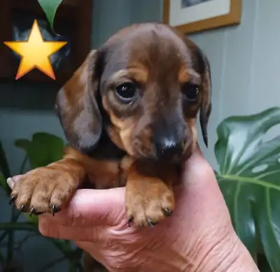 Miniature Dachshund puppies, View more