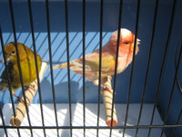 ONE PAIR OF CANARIES FOR SALE.