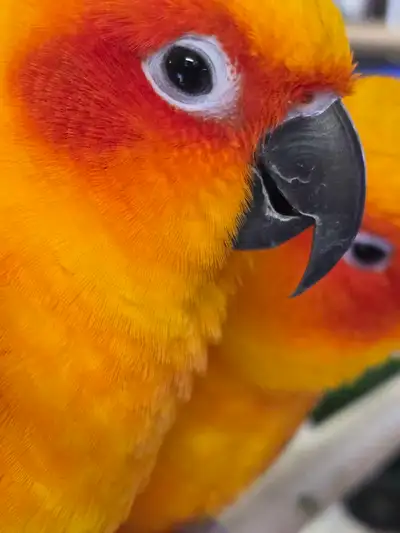 Conures Soleil nourries à la main – Nées juillet '25, View more