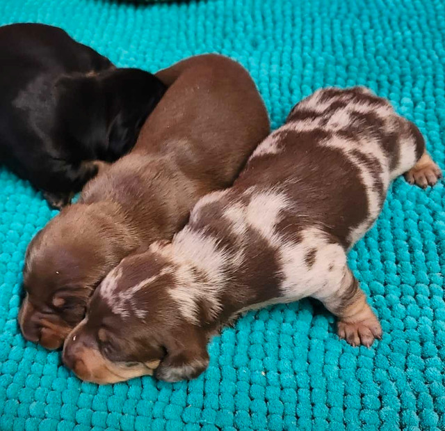 EUROPEAN MINIATURE DACHSHUNDS  in Dogs & Puppies for Rehoming in Hamilton