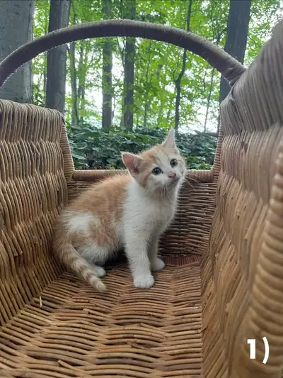 Gorgeous Ginger and Tuxedo Kittens for rehoming, View more
