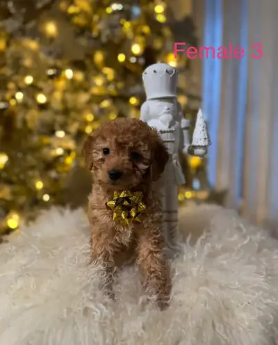 Mini Cockapoo Puppies Ready Now!, View more