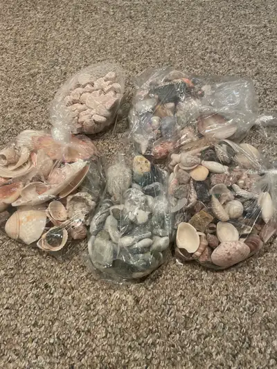 shells free, View more