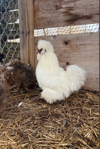ISO silkie flock! Hens & roosters 