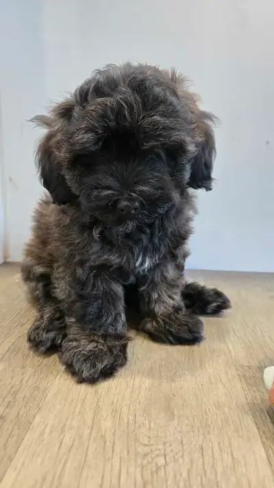 Born March 24, 2025 We have 1 adorable male Shorkiepoo puppy looking for their forever homes!ideal f...