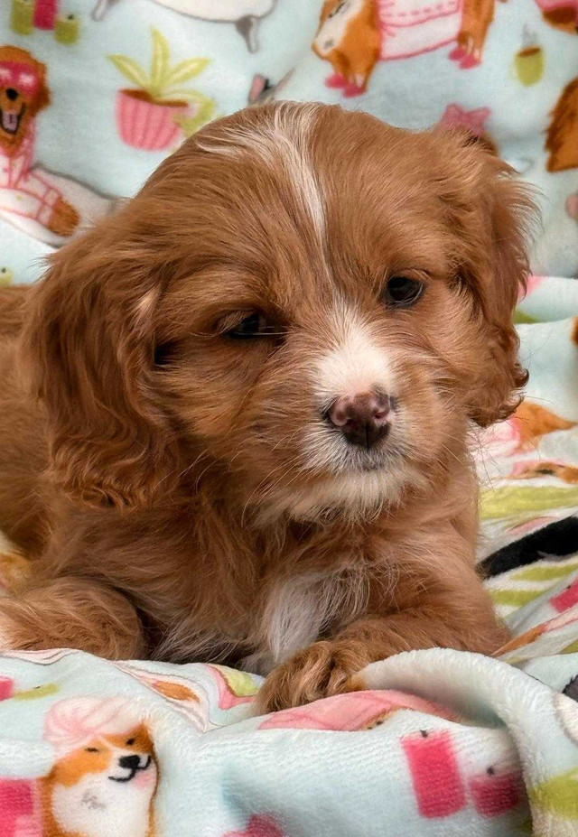 mini cockapoo puppy (female) dans Chiens et chiots à adopter  à Ville de Montréal - Image 3