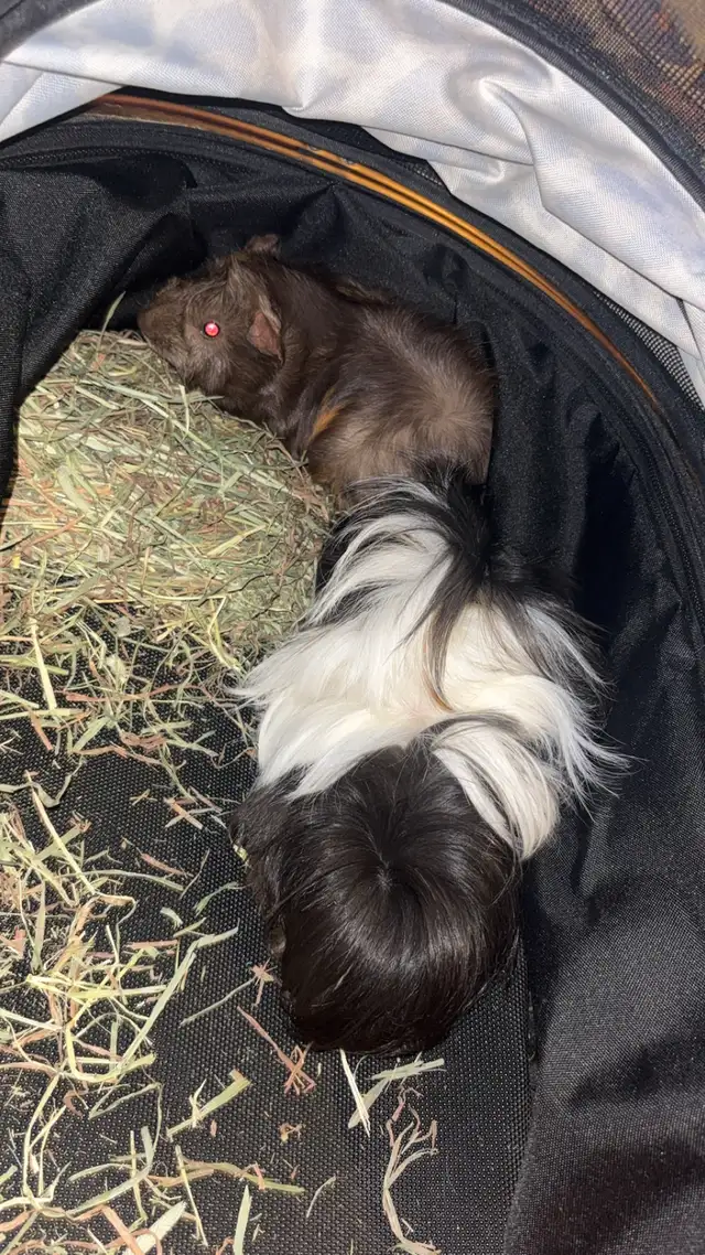  2 male Guniea pigs  in Other in Markham / York Region - Image 6
