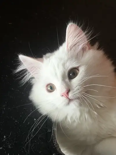 chaton à vendre, View more