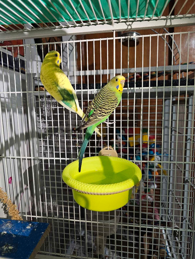 Budgies for sale !! in Birds for Rehoming in Trenton