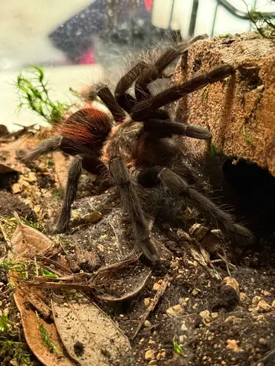 Female Tliltocatl Kahlenbergi (Veracruz Red Rump) Tarantula , View more