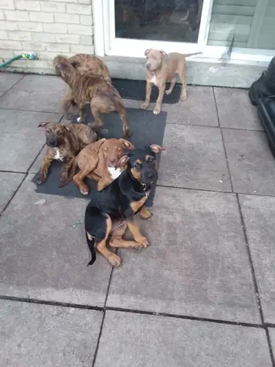 Puppies for Sale, View more