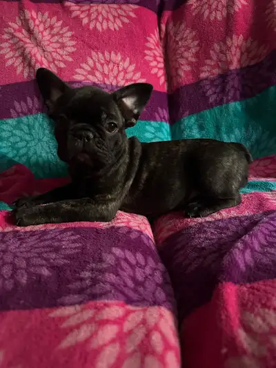 PURE BREED FRENCHIES READY TO GO TO NEW HOMES!!, View more
