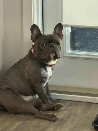 puppy selling, View more