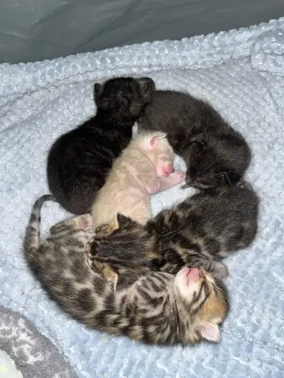 Bengal Kittens TICA, View more