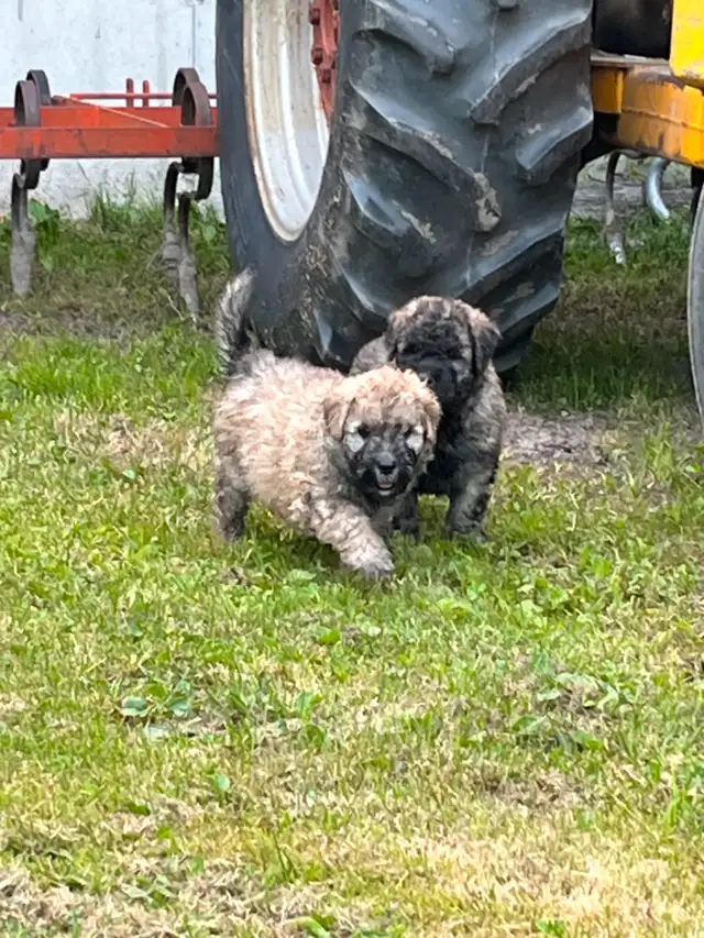 Chiots Bouvier des Flandres in Dogs & Puppies for Rehoming in Drummondville - Image 8