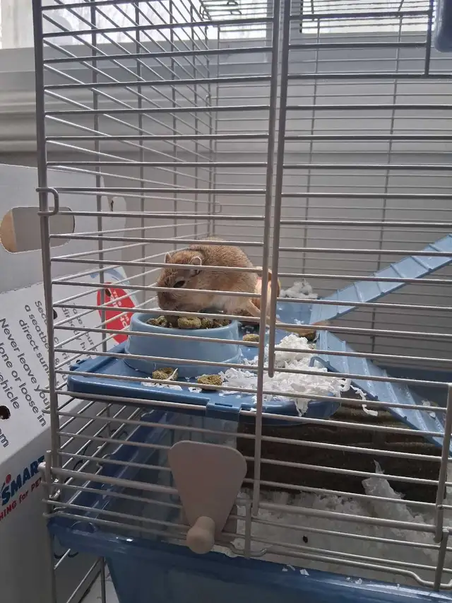 2 Female Gerbils in Small Animals for Rehoming in Ottawa - Image 5