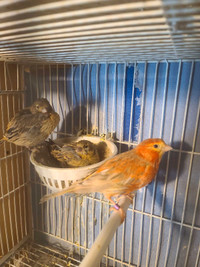 Femelle canarie avec ses deux bébés 