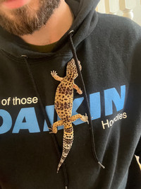 Leopard Gecko Care Needed