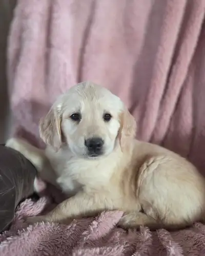 Chiots Golden Retriever, View more