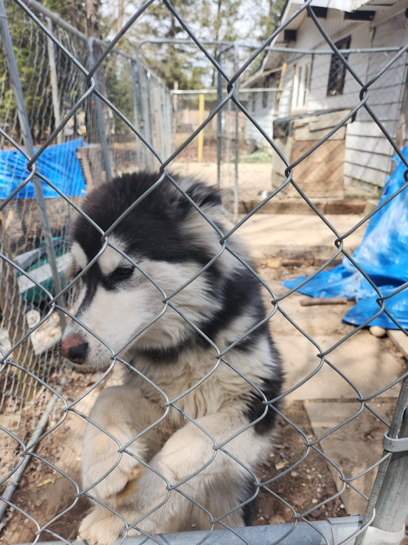 Malmoe Husky Free Stuff Owen Sound Kijiji