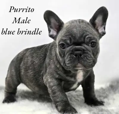 FRENCH BULLDOG PUPPIES CKC REG We take pride in our precious babies, excellent quality puppies. Putt...