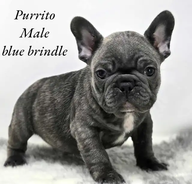FRENCH BULLDOG PUPPIES CKC REG in Dogs & Puppies for Rehoming in Edmonton - Image 2
