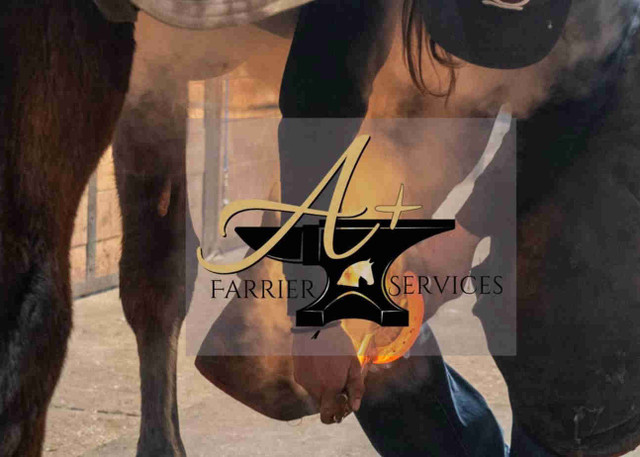 Farrier services in Horses & Ponies for Rehoming in Renfrew