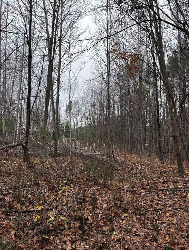2 acre lot (Waltham,QC) in Land for Sale in Gatineau - Image 4