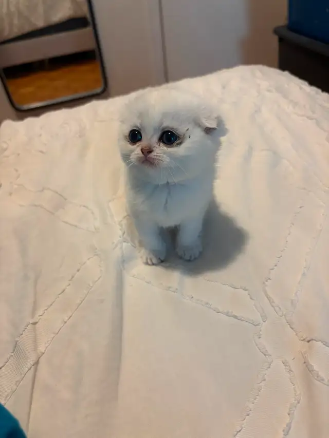 Scottish fold in Cats & Kittens for Rehoming in City of Montréal - Image 9