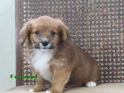 Corgipoo puppies., View more
