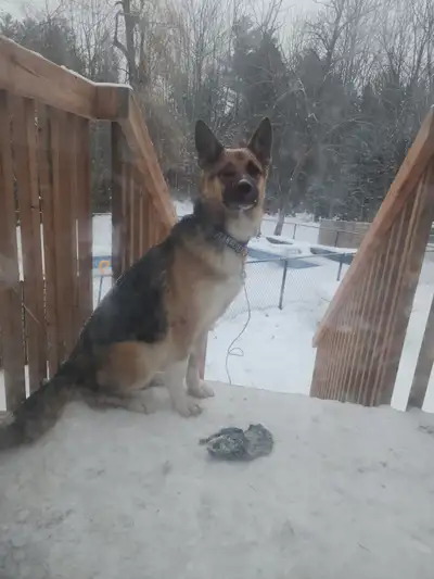 Berger allemand /Labrador, View more