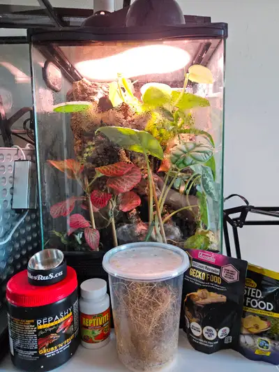 12×12×24 inch Fully Bioactive Mourning Gecko Terrarium, View more