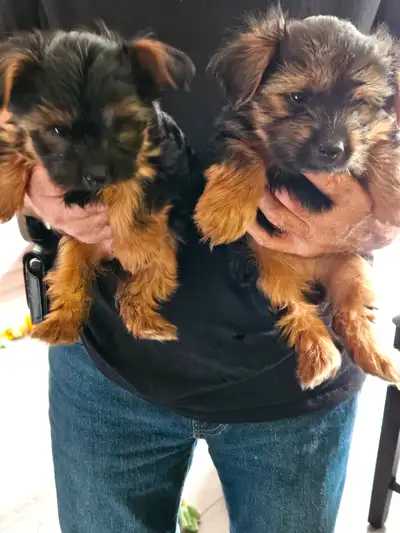 Bonjour j'ai 2 yorkshire terrier femelle noir feu il on 11 semaine elle sappelle lyli et layla il jo...
